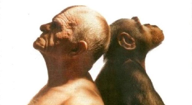 8. scimpanz e uomo cz58bhqxuaelddy